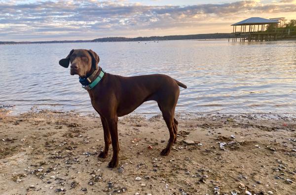 /images/uploads/southeast german shorthaired pointer rescue/segspcalendarcontest2021/entries/21779thumb.jpg